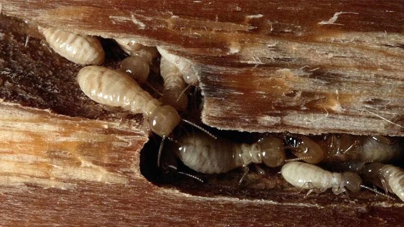 Fight-against-termites