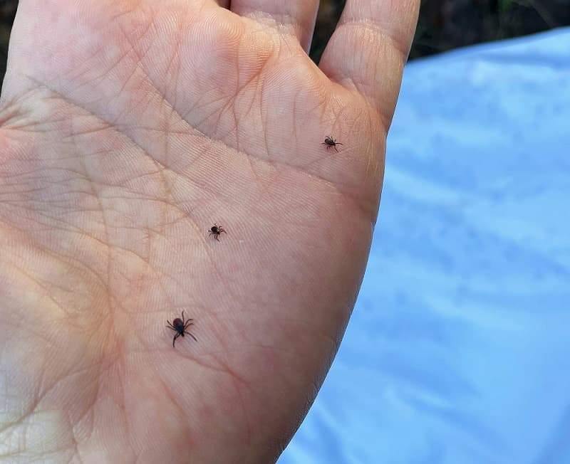 Mites-aphids-and-storage-pests